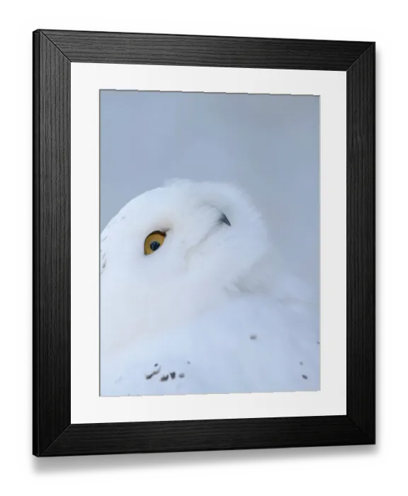 Framed Print : Finland, Ranua Wildlife Park. Snowy owl during winter Framed Print : Finland, Ranua Wildlife Park. Snowy owl during winter