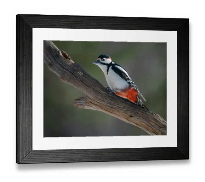Framed Print : Finland, Oulanka. Great spotted woodpecker during winter near Oulanka National Park Framed Print : Finland, Oulanka. Great spotted woodpecker during winter near Oulanka National Park