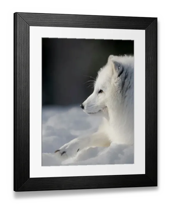 Framed Print : Finland, Ranua Wildlife Park. Dhole, Arctic fox in white winter coat