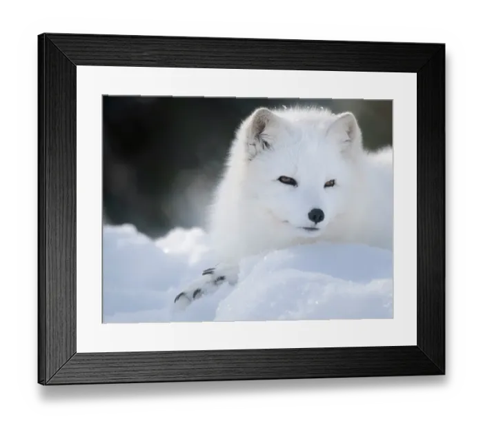 Framed Print : Finland, Ranua Wildlife Park. Dhole, Arctic fox in white winter coat Framed Print : Finland, Ranua Wildlife Park. Dhole, Arctic fox in white winter coat