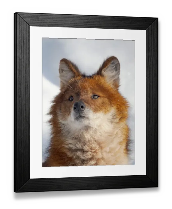 Framed Print : Finland, Ranua Wildlife Park. Dhole, Asian wild dog during winter Framed Print : Finland, Ranua Wildlife Park. Dhole, Asian wild dog during winter