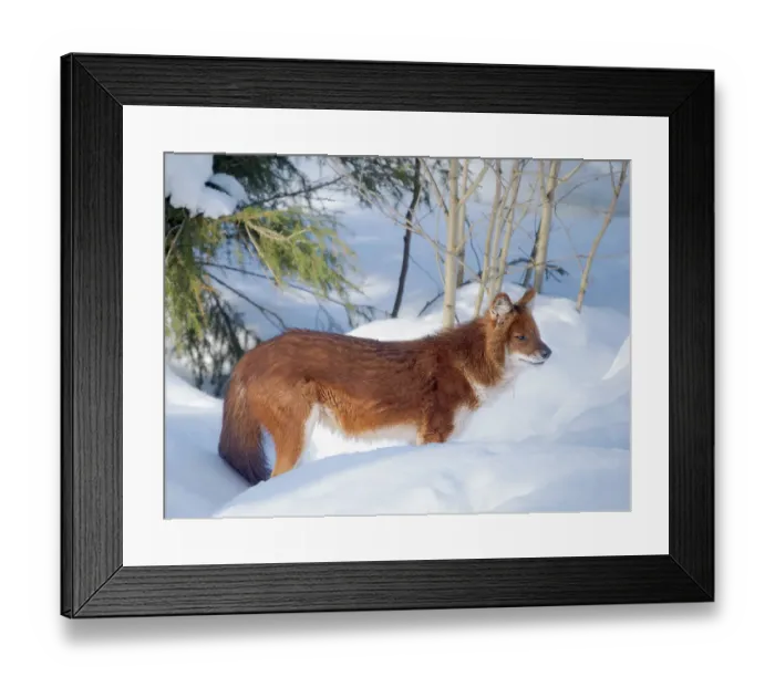 Framed Print : Finland, Ranua Wildlife Park. Dhole, Asian wild dog during winter