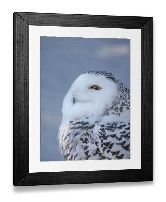 Framed Print : Finland, Ranua Wildlife Park. Snowy owl during winter Framed Print : Finland, Ranua Wildlife Park. Snowy owl during winter