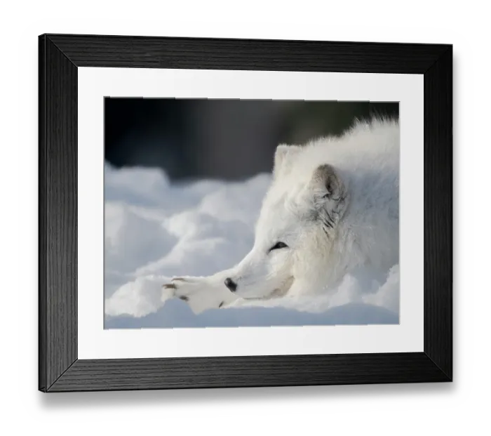Framed Print : Finland, Ranua Wildlife Park. Dhole, Arctic fox in white winter coat Framed Print : Finland, Ranua Wildlife Park. Dhole, Arctic fox in white winter coat
