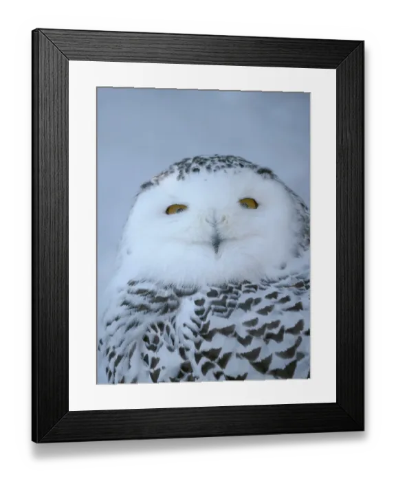 Framed Print : Finland, Ranua Wildlife Park. Snowy owl during winter