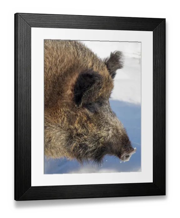 Framed Print : Finland, Ranua Wildlife Park. Wild boar during winter