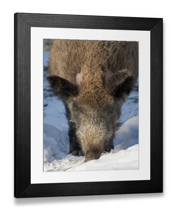 Framed Print : Finland, Ranua Wildlife Park. Wild boar during winter