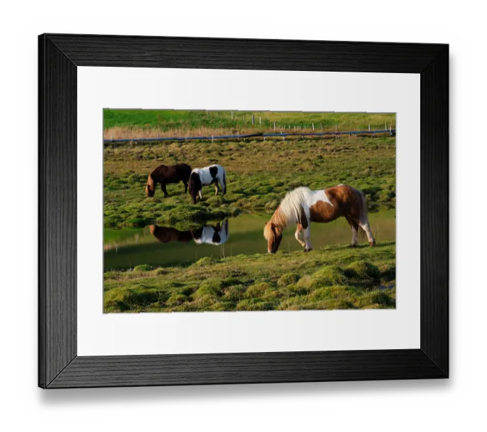 Framed Print : Iceland. Horse grazes on the green grasses in southern Iceland