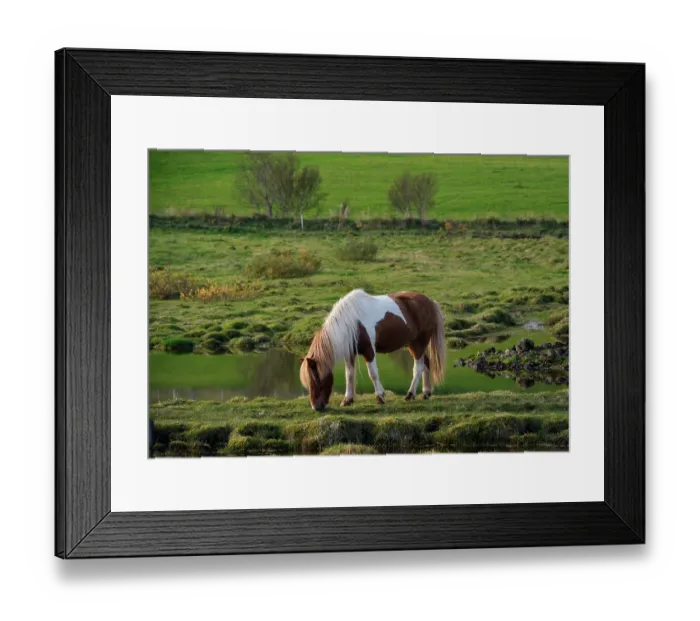 Framed Print : Iceland. Horse grazes in southern Iceland