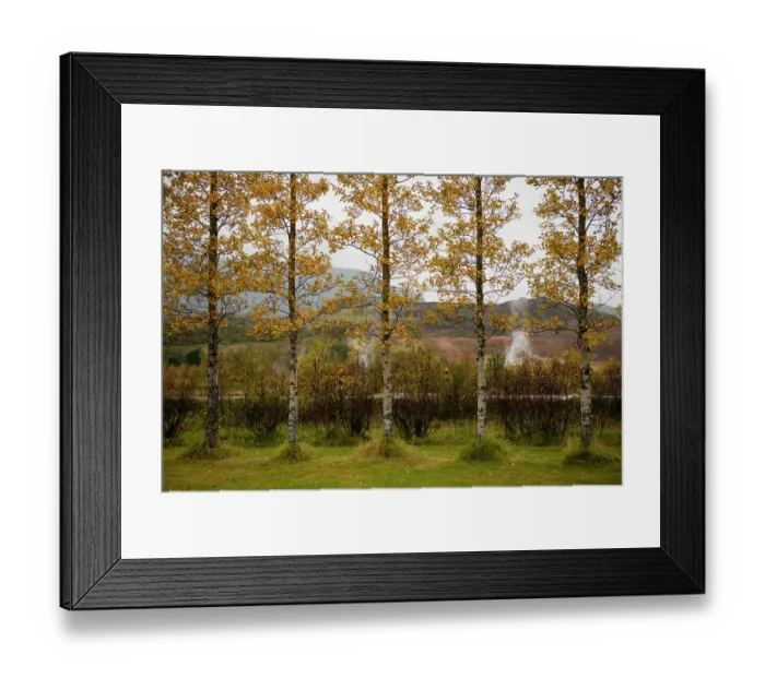 Framed Print : Iceland. Geothermal activity can be seen behind the row of Aspen trees in the valley of Haukadalur Framed Print : Iceland. Geothermal activity can be seen behind the row of Aspen trees in the valley of Haukadalur