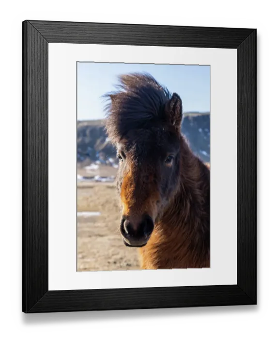 Framed Print : Iceland, Icelandic horse
