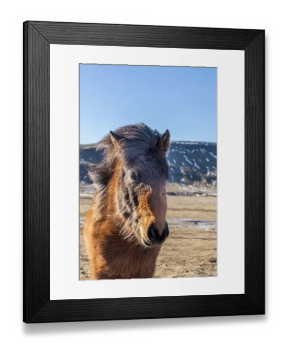 Framed Print : Iceland, Icelandic horse