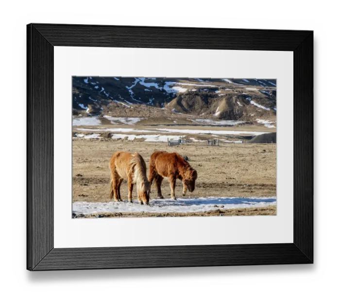 Framed Print : Iceland, Icelandic horses chipping at ice to eat Framed Print : Iceland, Icelandic horses chipping at ice to eat