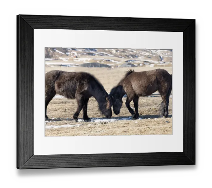 Framed Print : Iceland, Icelandic horses chipping at ice to eat