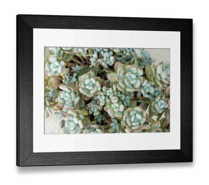 Framed Print : Noto, Sicily. Blue green succulents