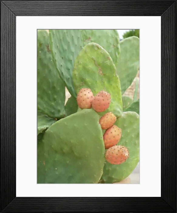 Framed Print : Noto, Sicily. Catus pads with prickly pear fruit Framed Print : Noto, Sicily. Catus pads with prickly pear fruit