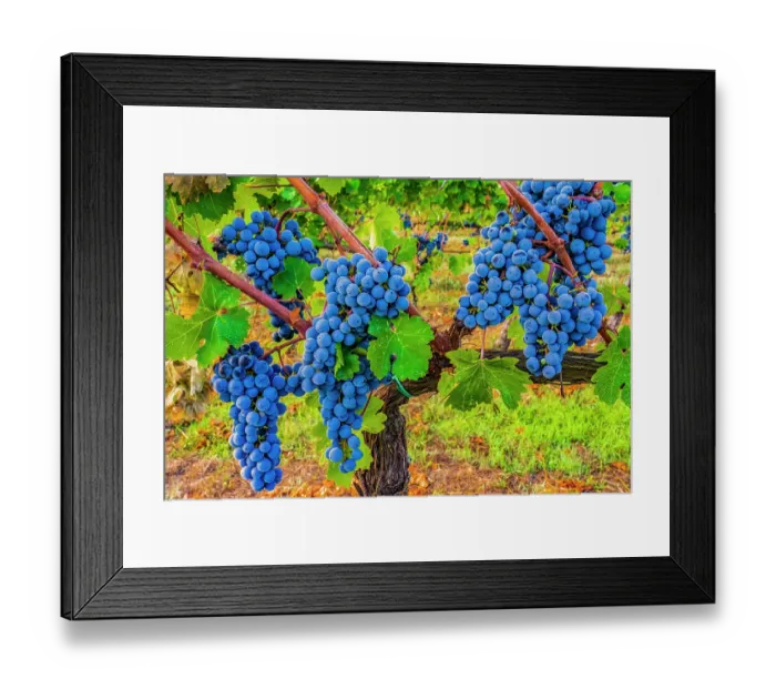 Framed Print : Greve in Chianti, Tuscany, Italy. Close-up portrait of clusters of Sangiovese grapes, main ingredient in Chianti wine Framed Print : Greve in Chianti, Tuscany, Italy. Close-up portrait of clusters of Sangiovese grapes, main ingredient in Chianti wine