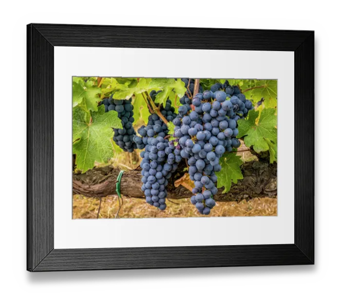 Framed Print : Greve in Chianti, Tuscany, Italy. Close-up portrait of clusters of Sangiovese grapes, main ingredient in Chianti wine Framed Print : Greve in Chianti, Tuscany, Italy. Close-up portrait of clusters of Sangiovese grapes, main ingredient in Chianti wine
