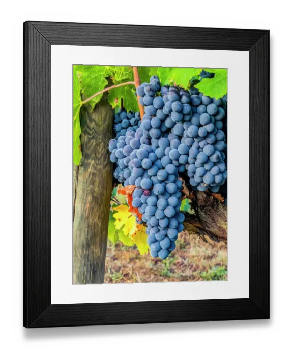Framed Print : Greve in Chianti, Tuscany, Italy. Close-up portrait of clusters of Sangiovese grapes, main ingredient in Chianti wine Framed Print : Greve in Chianti, Tuscany, Italy. Close-up portrait of clusters of Sangiovese grapes, main ingredient in Chianti wine
