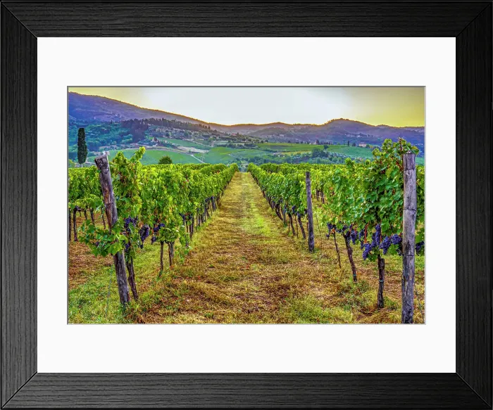 Framed Print : Greve in Chianti, Tuscany, Italy. Landscape view at sunrise between the rows of Sangiovese grapevines Framed Print : Greve in Chianti, Tuscany, Italy. Landscape view at sunrise between the rows of Sangiovese grapevines