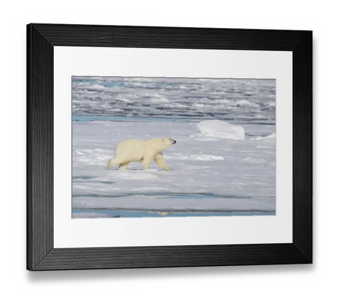 Framed Print : Norway, Svalbard. Polar bear on ice floe in Arctic Ocean. ©Don Grall  /  Jaynes Gallery  /  DanitaDelimont.com