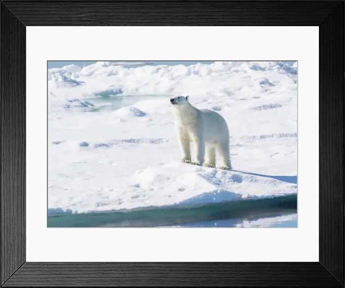 Framed Print : Norway, Svalbard. Male polar bear on pack ice in Arctic Ocean. ©Don Grall  /  Jaynes Gallery  /  DanitaDelimont.com
