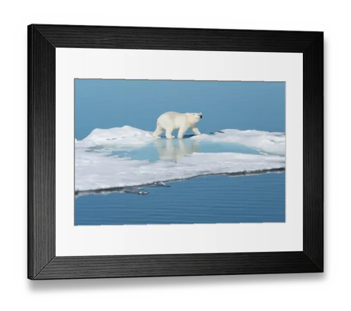 Framed Print : Norway, Svalbard. Polar bear on ice floe in Arctic Ocean. ©Don Grall / Jaynes Gallery / DanitaDelimont.com Framed Print : Norway, Svalbard. Polar bear on ice floe in Arctic Ocean. ©Don Grall / Jaynes Gallery / DanitaDelimont.com