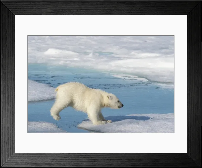 Framed Print : Norway, Svalbard. Polar bear cub jumping across water on pack ice. ©Don Grall  /  Jaynes Gallery  /  DanitaDelimont.com