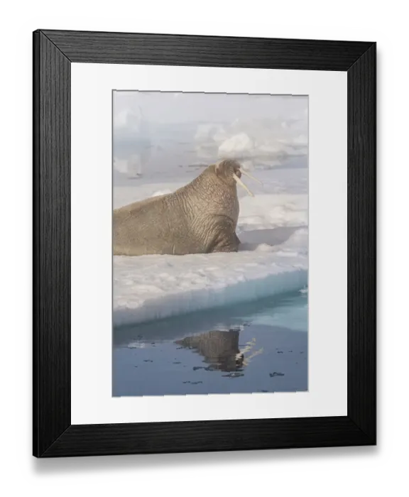 Framed Print : Norway, Svalbard. Close-up of male walrus on ice floe in Arctic Ocean. ©Don Grall  /  Jaynes Gallery  /  DanitaDelimont.com