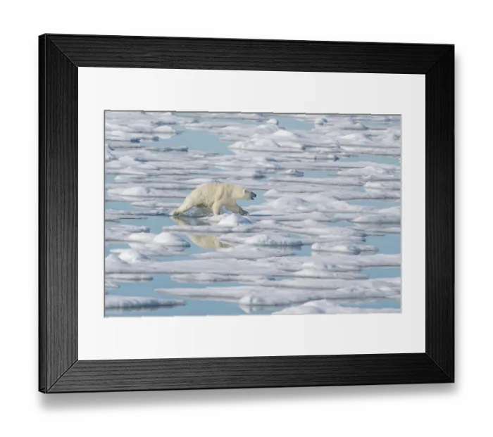 Framed Print : Norway, Svalbard. Polar bear sow aggressively approaches male with seal kill. ©Don Grall / Jaynes Gallery / DanitaDelimont.com Framed Print : Norway, Svalbard. Polar bear sow aggressively approaches male with seal kill. ©Don Grall / Jaynes Gallery / DanitaDelimont.com