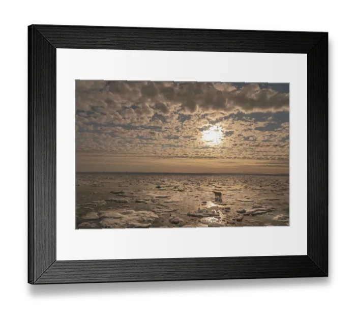 Framed Print : Norway, Svalbard. Lone polar bear on pack ice at sunrise. ©Don Grall / Jaynes Gallery / DanitaDelimont.com Framed Print : Norway, Svalbard. Lone polar bear on pack ice at sunrise. ©Don Grall / Jaynes Gallery / DanitaDelimont.com