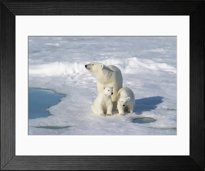 Framed Print : Norway, Svalbard. Polar bear mother and cubs on pack ice in Arctic Ocean. ©Don Grall / Jaynes Gallery / DanitaDelimont.com Framed Print : Norway, Svalbard. Polar bear mother and cubs on pack ice in Arctic Ocean. ©Don Grall / Jaynes Gallery / DanitaDelimont.com