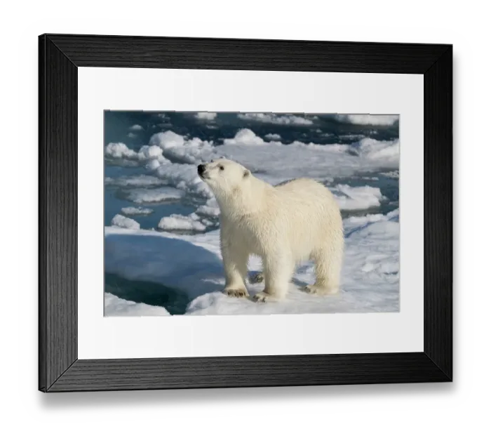 Framed Print : Norway, Svalbard. Norway, Svalbard. Male polar bear walking across pack ice in Arctic Ocean. ©Don Grall / Jaynes Gallery / DanitaDelimont.com Framed Print : Norway, Svalbard. Norway, Svalbard. Male polar bear walking across pack ice in Arctic Ocean. ©Don Grall / Jaynes Gallery / DanitaDelimont.com