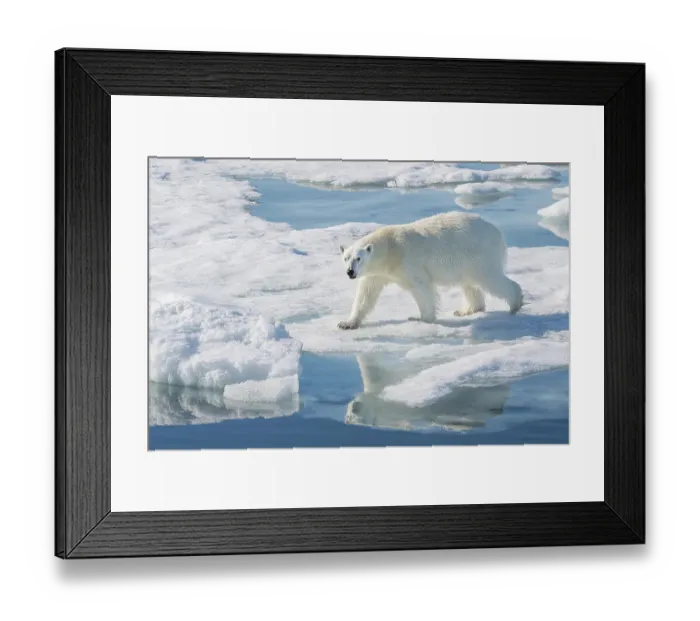 Framed Print : Norway, Svalbard. Polar bear on ice floe in Arctic Ocean. ©Don Grall / Jaynes Gallery / DanitaDelimont.com Framed Print : Norway, Svalbard. Polar bear on ice floe in Arctic Ocean. ©Don Grall / Jaynes Gallery / DanitaDelimont.com