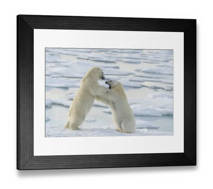 Framed Print : Norway, Svalbard. Sibling polar bear subadults play fighting on pack ice. ©Don Grall / Jaynes Gallery / DanitaDelimont.com Framed Print : Norway, Svalbard. Sibling polar bear subadults play fighting on pack ice. ©Don Grall / Jaynes Gallery / DanitaDelimont.com