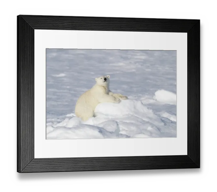 Framed Print : Norway, Svalbard. Polar bear cub jumping across water on pack ice. ©Don Grall / Jaynes Gallery / DanitaDelimont.com Framed Print : Norway, Svalbard. Polar bear cub jumping across water on pack ice. ©Don Grall / Jaynes Gallery / DanitaDelimont.com
