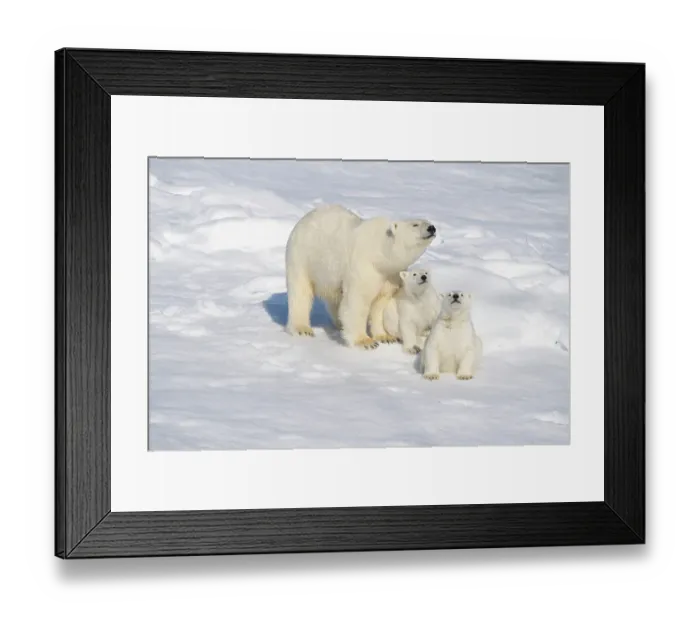 Framed Print : Norway, Svalbard. Polar Bear mother with a pair of 6 month old cubs on pack ice north of Svalbard in the Arctic Ocean ©Don Grall  /  Jaynes Gallery  /  DanitaDelimont.com
