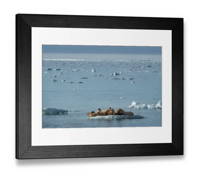 Framed Print : Norway, Svalbard. Walrus pod in Arctic Ocean. ©Don Grall / Jaynes Gallery / DanitaDelimont.com Framed Print : Norway, Svalbard. Walrus pod in Arctic Ocean. ©Don Grall / Jaynes Gallery / DanitaDelimont.com