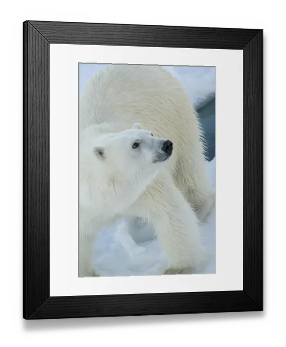 Framed Print : Norway, Svalbard. Norway, Svalbard. Close-up of polar bear male on ice. ©Don Grall  /  Jaynes Gallery  /  DanitaDelimont.com