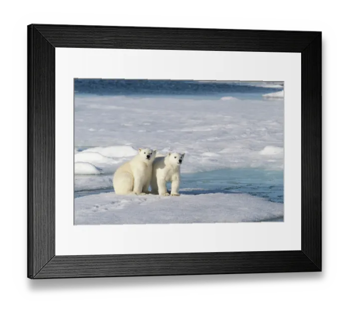 Framed Print : Norway, Svalbard. Polar bear cubs on pack ice. ©Don Grall / Jaynes Gallery / DanitaDelimont.com Framed Print : Norway, Svalbard. Polar bear cubs on pack ice. ©Don Grall / Jaynes Gallery / DanitaDelimont.com