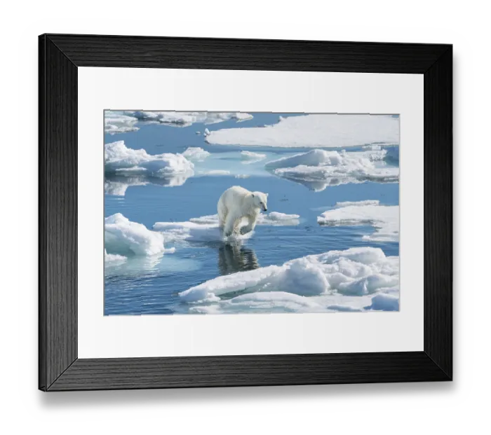 Framed Print : Norway, Svalbard. Polar bear cub jumping across water on pack ice. ©Don Grall  /  Jaynes Gallery  /  DanitaDelimont.com