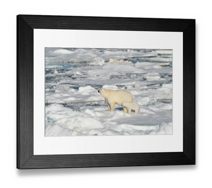 Framed Print : Norway, Svalbard. Polar bear mother and cub on pack ice in Arctic Ocean. ©Don Grall  /  Jaynes Gallery  /  DanitaDelimont.com