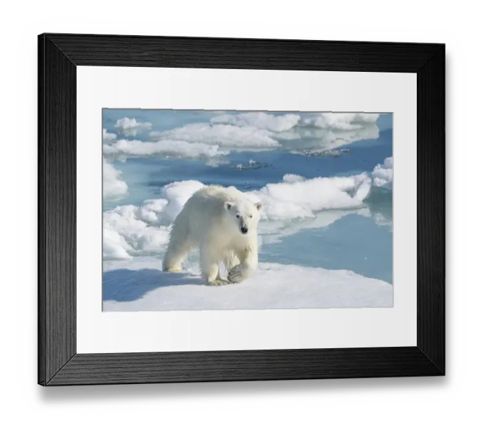 Framed Print : Norway, Svalbard. Polar bear on pack ice in Arctic Ocean. ©Don Grall / Jaynes Gallery / DanitaDelimont.com Framed Print : Norway, Svalbard. Polar bear on pack ice in Arctic Ocean. ©Don Grall / Jaynes Gallery / DanitaDelimont.com