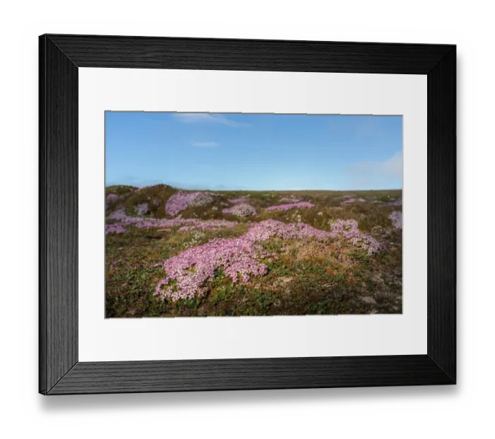 Framed Print : Norway, Svalbard. Moss campion pink wildflower close-up. ©Don Grall  /  Jaynes Gallery  /  DanitaDelimont.com