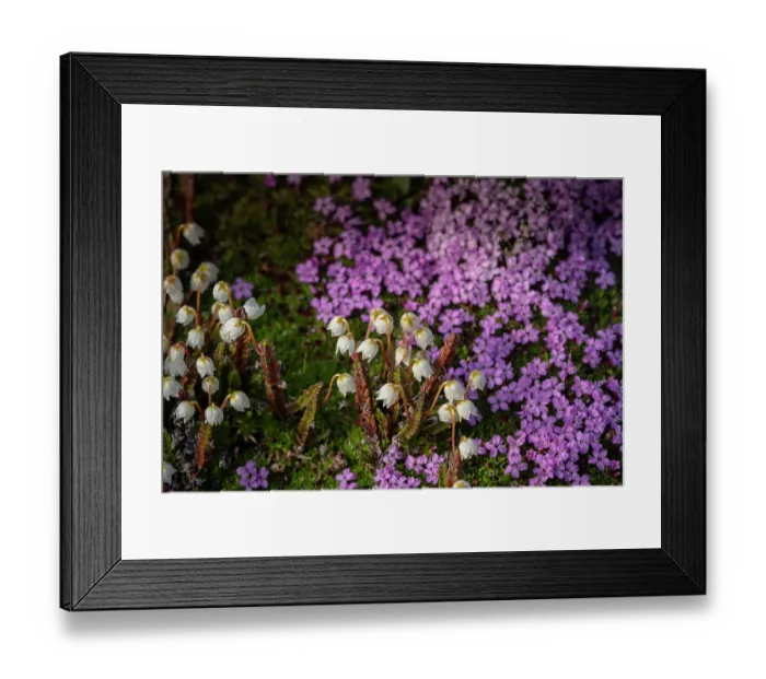 Framed Print : Norway, Svalbard. Close-up of white Arctic bell heather flowers. ©Don Grall / Jaynes Gallery / DanitaDelimont.com Framed Print : Norway, Svalbard. Close-up of white Arctic bell heather flowers. ©Don Grall / Jaynes Gallery / DanitaDelimont.com
