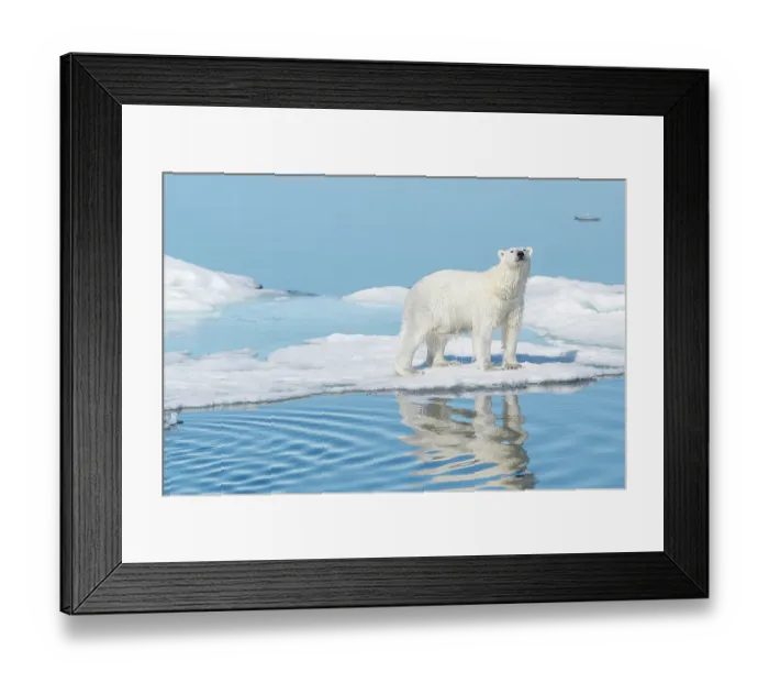 Framed Print : Norway, Svalbard. Wet polar bear on ice floe north in Arctic Ocean. ©Don Grall  /  Jaynes Gallery  /  DanitaDelimont.com