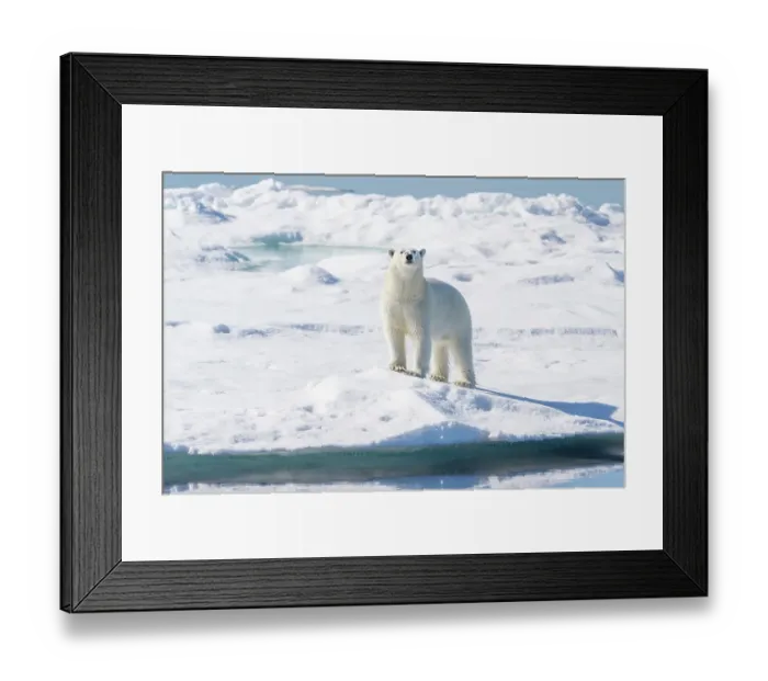 Framed Print : Norway, Svalbard. Polar bear on pack ice in Arctic Ocean. ©Don Grall / Jaynes Gallery / DanitaDelimont.com Framed Print : Norway, Svalbard. Polar bear on pack ice in Arctic Ocean. ©Don Grall / Jaynes Gallery / DanitaDelimont.com