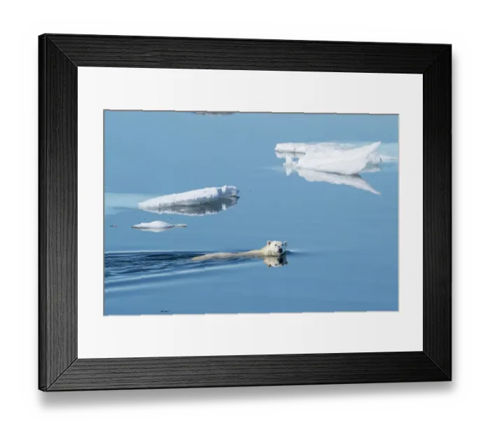 Framed Print : Norway, Svalbard. Polar bear swimming between ice floes in Arctic Ocean. ©Don Grall  /  Jaynes Gallery  /  DanitaDelimont.com