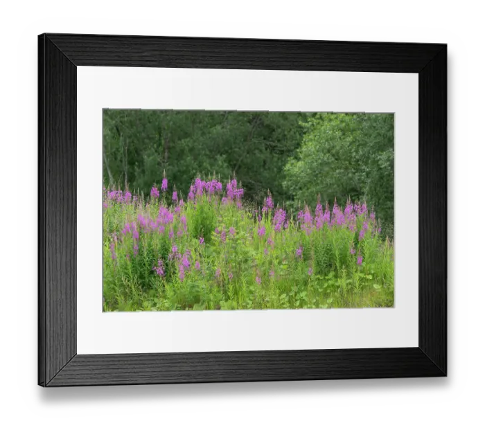 Framed Print : Norway, Svalbard. Close-up of pink fireweed flowers. ©Don Grall / Jaynes Gallery / DanitaDelimont.com Framed Print : Norway, Svalbard. Close-up of pink fireweed flowers. ©Don Grall / Jaynes Gallery / DanitaDelimont.com
