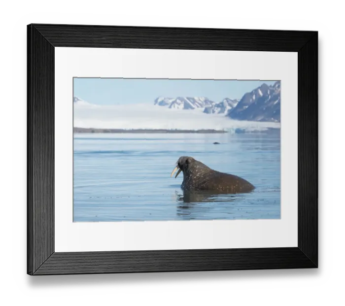 Framed Print : Norway, Svalbard. Close-up of male walrus in water. ©Don Grall / Jaynes Gallery / DanitaDelimont.com Framed Print : Norway, Svalbard. Close-up of male walrus in water. ©Don Grall / Jaynes Gallery / DanitaDelimont.com